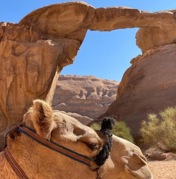 Moon City With Jeep Trips Wadi Rum Exterior photo